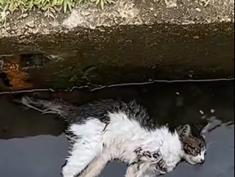 M2601004_A Man Found a Dying Cat in Water…