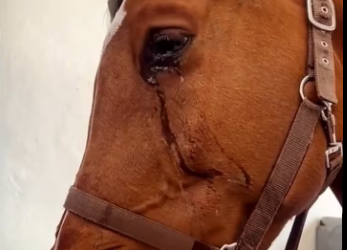 M2601005_#farrier #farriersoftiktok #horse #asmr #animalwelfare _part1