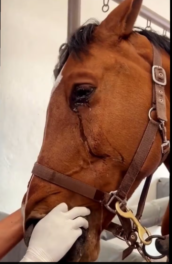 M2601005_#farrier #farriersoftiktok #horse #asmr #animalwelfare _part1