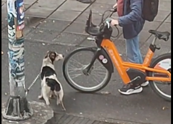 M2601022_alguien se compadece y lo suelta. pero la dueña se enfurece�