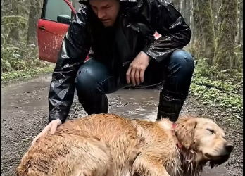 M2601007_She Couldn’t Walk… What Happened Next Will Make You Cry #DogRescue #EmotionalStory #AnimalWelfare #ShortFilm #Cinemat_p