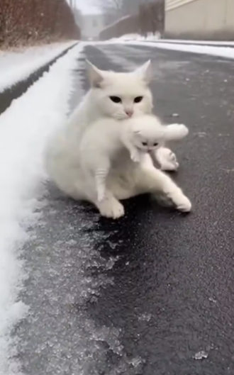 M2601013_The Kitten Who Saved Her Mother #animalstory #catstory #kitten #heartwarming #shorts_part2