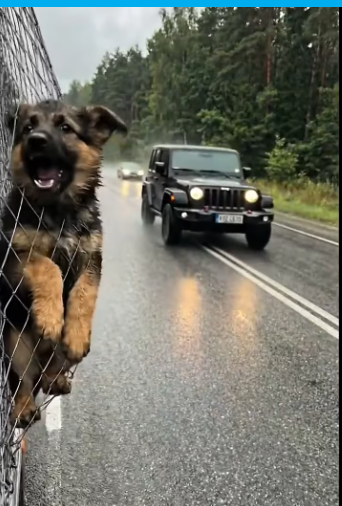 M2601014_He Stopped His Jeep… What He Did Next Will Melt Your Heart �❤️ #fyp #dog #rescueanimals Shep Save Paws_part2
