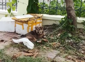 27/1/02This isn’t just one case… it’s a warning. While someone ignores it, the animal suffers. #animalrescue #animalabuse #empathy #dontabandon #CapCut