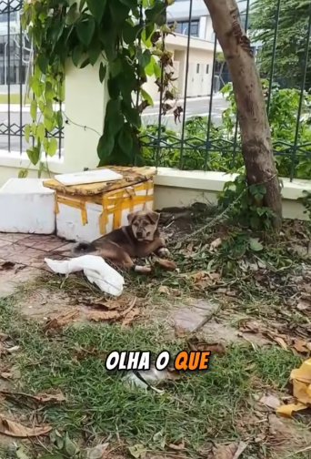 27/1/02This isn’t just one case… it’s a warning. While someone ignores it, the animal suffers. #animalrescue #animalabuse #empathy #dontabandon #CapCut