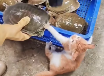 27/01/03 The kitten’s paw was bitten by a turtle.I rescued her and decided to take her home❤️#cat #rescue #animalrescue #usa #fyp #love