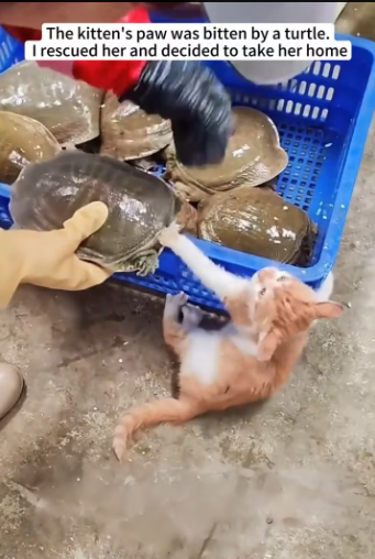 27/01/03 The kitten’s paw was bitten by a turtle.I rescued her and decided to take her home❤️#cat #rescue #animalrescue #usa #fyp #love