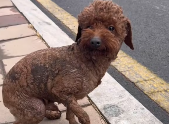 27/1/04 Poor dog #dog #trending #fyp #xuhuong #pet