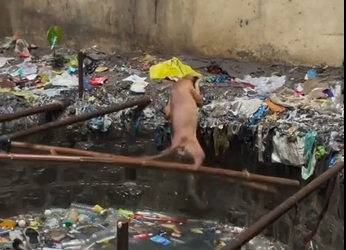 27/01/5 Rescue poor dog #dog #trending #fyp #xuhuong #pet