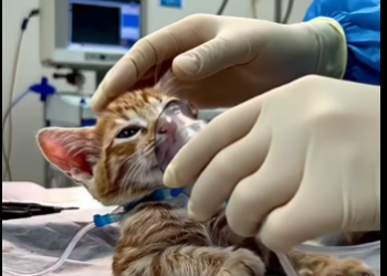 M2601026_Trapped in a Pipe � Cat Rescue_part2