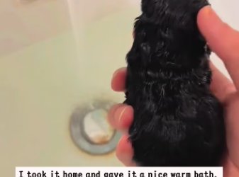 M2601010_I found a little puppy in a trash can.The poor little puppy was shivering with cold and then…#animals #rescue #piggy