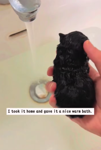 M2601010_I found a little puppy in a trash can.The poor little puppy was shivering with cold and then…#animals #rescue #piggy