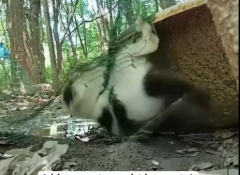 M2601018_A kitten got caught in a net, I rescued her and decided to adopt her❤️#cat #rescue #animalrescue #love #usa #fyp