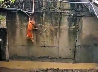 M 27/01/00A dog fell beneath the bridge #rescue #fyp #animals #dog