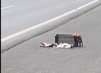 27/01/01 The poor puppies lay motionless on the highway I was driving on, and without hesitation, I ran to rescue them, and then… #resc