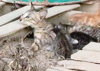 27/01/03 Kittens were crying by the roadside, starving, after their mother suffered a stroke.