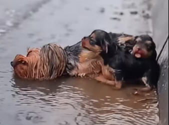 27/01/05 Get them out of the water and warm them up and get momma out of the water.