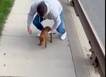 27/01/6 Puppy Saved from Busy Highway — Just Seconds Made the Difference ��