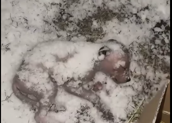 27/01/07Amidst the biting cold of the blizzard, almost buried in the icy snow, the infant breathed weakly and intermittently, its chest rising and falling very slightly, each breath a struggle against the cold penetrating deep into its body.