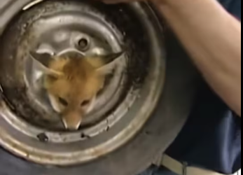 27/01/8 team successfully extracted head of fox cub stuck in a…