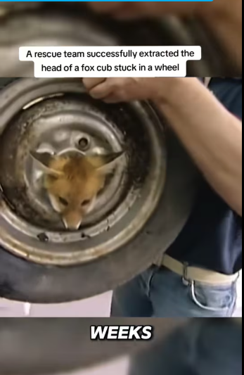 27/01/8 team successfully extracted head of fox cub stuck in a…