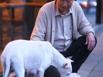 M2801004 A starving albino mother dog stands outside a restaurant with her puppies until an old man