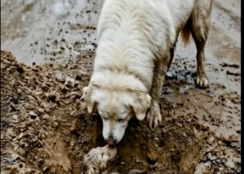 M2801005 How a Golden Retriever Mother Gave Peace to Her Deceased Puppy �� #GoldenRetriever #DogR