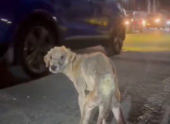 M2801008 Sinend lang po sakin ito ni reporter. Wala akong kakayahan na mapagamot ang kawawang stray