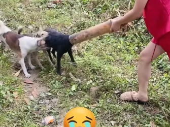 M2801010_rescue tag dog_part2