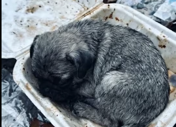 M2801003_Bless for you,thank you so much ❤️� #dog #dogsoftiktok #rescuedog #respect #doglover