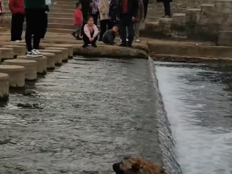 M2801005_A dog fell into the river, but everyone just stood on the bank watching and no one tried to help#dog #rescue #animalres
