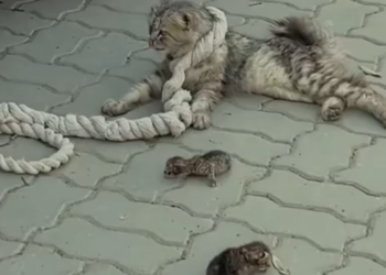 M2801006 I returned to my car and found a mother cat with her kittenswaiting for me #kittens #cat #f