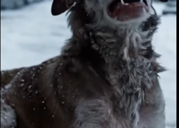 M0301023 A pregnant street dog collapses in the snow—See what happens next. part2