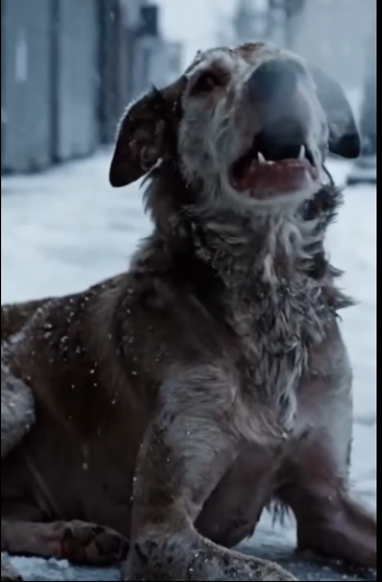 M0301023 A pregnant street dog collapses in the snow—See what happens next. part2