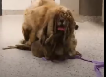 M2801009_this poor dog was left abandoned with long hairs #doglover #freehaircuts #dogtransformation #viral #transformation
