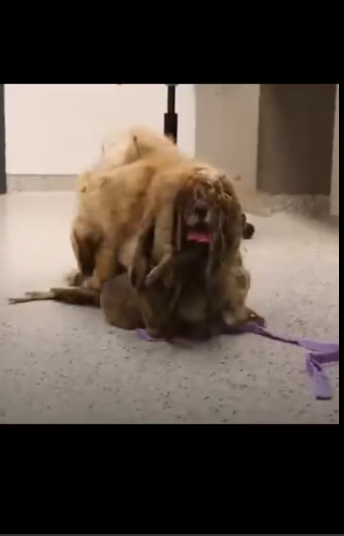 M2801009_this poor dog was left abandoned with long hairs #doglover #freehaircuts #dogtransformation #viral #transformation