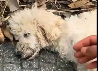 M2801015_The mother dog wasn’t moving at all, as if she had no life left.I immediately checked on her,and then…#rescue #animals