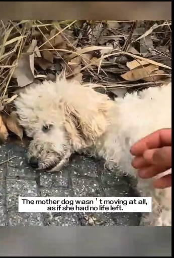 M2801015_The mother dog wasn’t moving at all, as if she had no life left.I immediately checked on her,and then…#rescue #animals