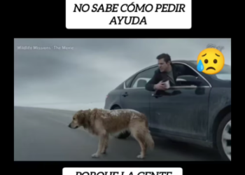 M0301024_No mires otro lado Ayudar los perritos abandonados no es solo…_part2