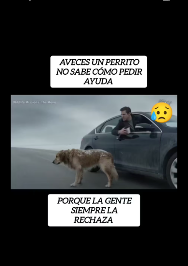 M0301024_No mires otro lado Ayudar los perritos abandonados no es solo…_part2