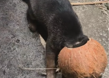 M3001009_part 1. My dog ​​is playing stupid, everyone! #puppy #dog #pet #funny #humor _part 2