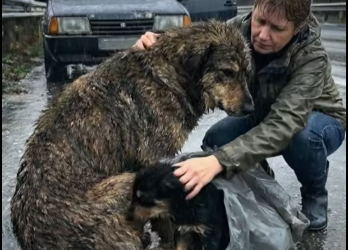 M3001001_ A mother’s instinct is stronger than fear �️� #dog #doglover #doglife #animals #animalres