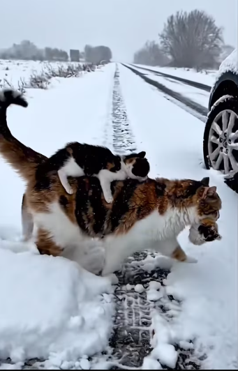 M3001005_Protect Your Pets This Winter ❄️�_part2