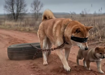 M3001011_A miracle happened! A kind-hearted man rescued a Shiba Inu dog stuck under a tire_part2