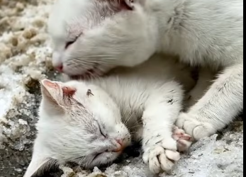 M3001012_A car hits a cute baby cat and it gets seriously injured,�� but a girl is there to save t