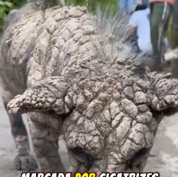 M3001002_Ele foi deixado aqui no bairro sua situação comoveu a todos #AjudeSePuder #VidaAnimal #ResgateAnimal #NaoIgnore #DogsRe