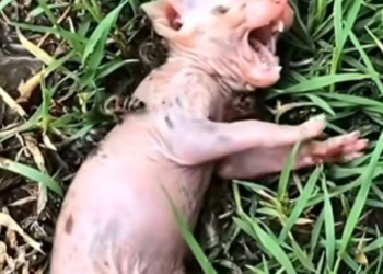 30/1 Rescued Tiny Kitten After Bee Attack! Heartwarming Recovery �❤️�_part2