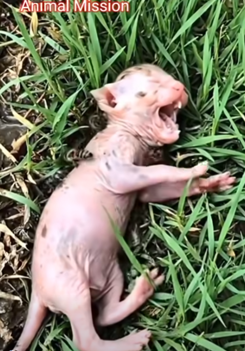 30/1 Rescued Tiny Kitten After Bee Attack! Heartwarming Recovery �❤️�_part2