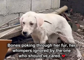 MP04/12 Chain to Freedom Lab Fight Warmth