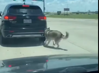 M2301026_Husky abandoned on highway#rescueanimals #animals #rescue #animalsoftiktok_part2